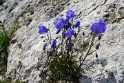 93 Campanula dei ghiaioni  (Campanula cochleartifolia)